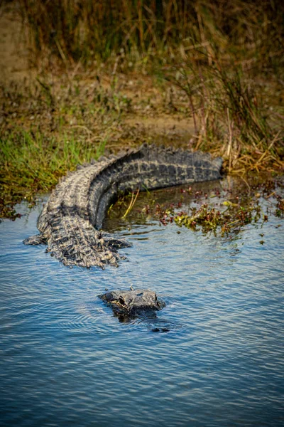 Nagy Alligátor Belépő Medence Floridában Everglades — Stock Fotó