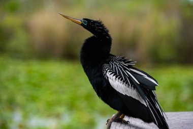 Erkek Anahinga Everglades bataklığında demiryoluna tünedi.