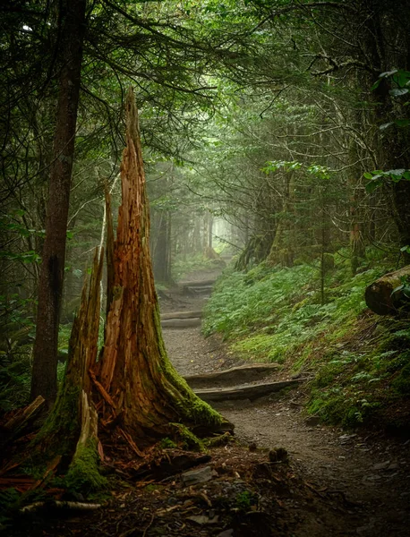 Θρυμματισμένο Κούτσουρο Δέντρου Στο Ομιχλώδες Δάσος Κατά Μήκος Των Απαλαχίων — Φωτογραφία Αρχείου