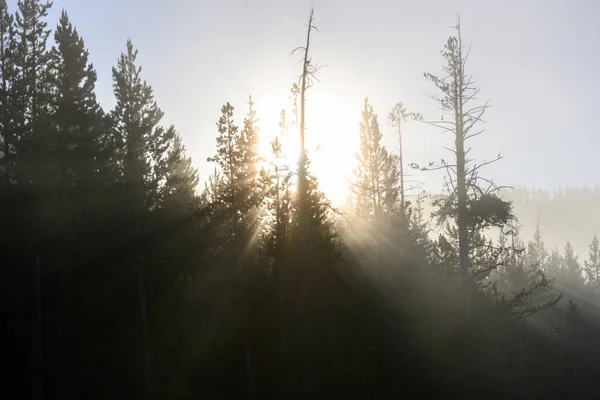 Raggi Del Sole Dietro Albero Nella Foresta Yellowstone Mattino — Foto Stock