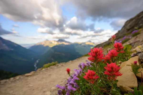 Lebendige Wildblumen Wegesrand Der Wildnis Von Montana — Stockfoto