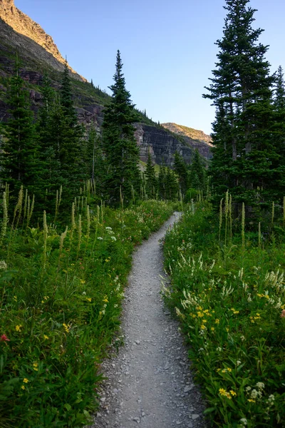 Trail Wildfowers Kvetoucí Montaně Léto — Stock fotografie