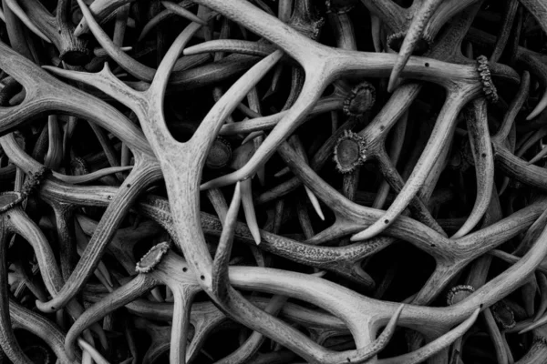 Abstract Tangled Elk Antlers Horizontal Background Image — Stock Photo, Image