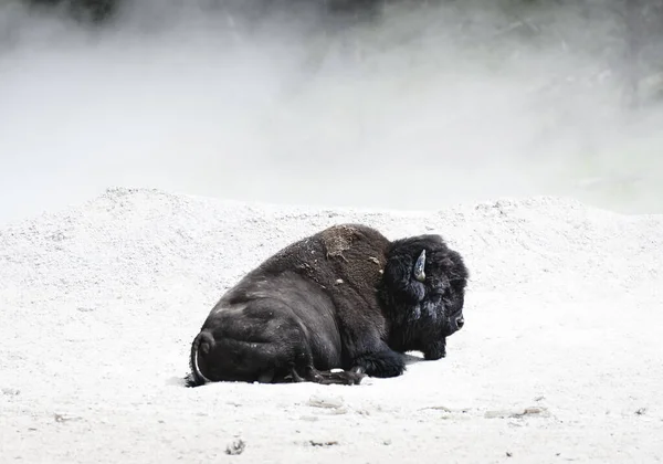 黒と白の効果を持つ熱ポットの白い泥の中のバイソンの睡眠 — ストック写真