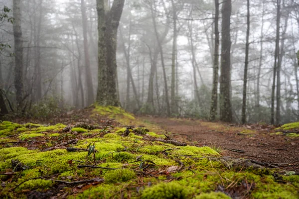 Smokies Ormanında Yosunlu Halı Üzerine Sis Battaniyesi — Stok fotoğraf
