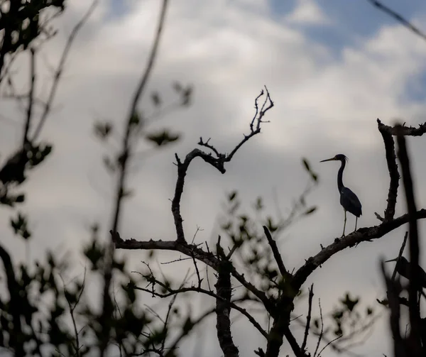 Jovem Heron Silhouette Empoleirado Ramo Com Borrão Circundante — Fotografia de Stock