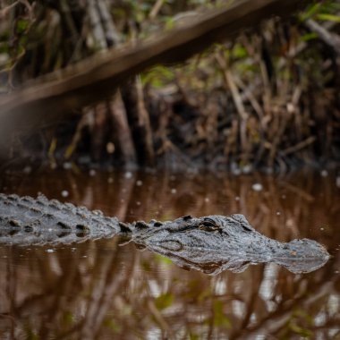 Timsah Hattı Everglades 'teki Dark Tannin Suyu' nda yüzüyor