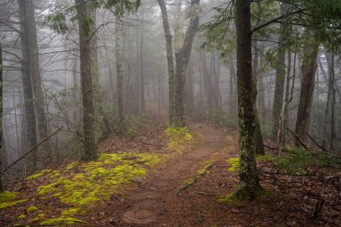 Smokies 'deki Sis Kapağı Tepesi Üst Yolu