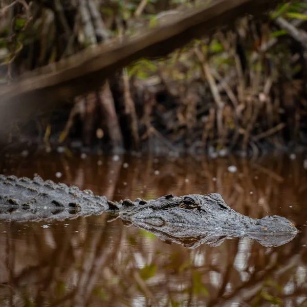 Crocodline Floats Dark Tannin Water Everglades — Stock Photo, Image