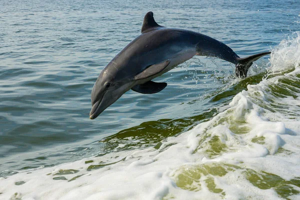 Naruszenia Delfinów Podczas Surfowania Obudź Się Obok Łodzi — Zdjęcie stockowe