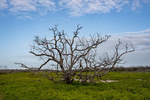 Gnarly Bare Tree Sedí Pickleweed Field Everglades Pobřežní Prérie — Stock fotografie