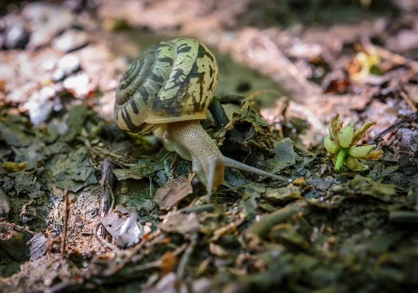 Textura Forrada Caracol Shell Rastejando Longo Trilha Sujeira — Fotografia de Stock