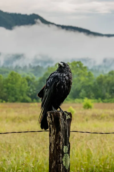 Majestic Crow Στο Fence Post — Φωτογραφία Αρχείου