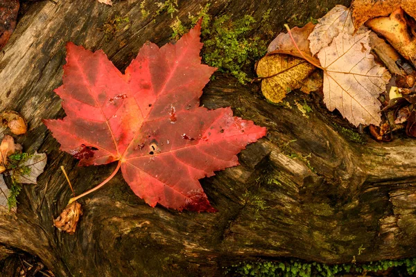 Orange Leaf Rests Fallen Log Autumn Forest — Φωτογραφία Αρχείου