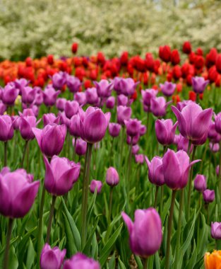 Bahar bahçesinde mor ve kırmızı laleler