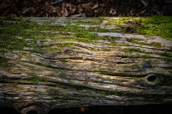 Tekstura Mossy Log Układanie Podłodze Lasu — Zdjęcie stockowe