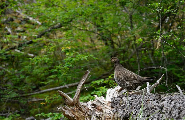 Wild Grouse Walks Washington Forest Summer — Stock Photo, Image