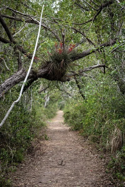 Airplants Bloom Nad Snake Bight Trail Parku Narodowym Evergrades — Zdjęcie stockowe