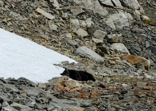 Черный Медведь Лежит Головой Снежной Плите Валунном Поле — стоковое фото