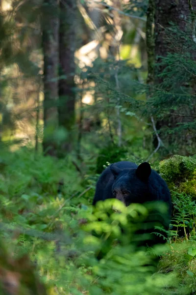 Black Bear Peeks Ferns Higher Elevations Smokies — Stock Photo, Image