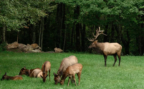 Bull Elk Ser Över Ung Älg Sitter Fält — Stockfoto