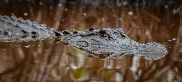 Закрыть Крокодиловую Рефлексию Поверхности Бурой Воды — стоковое фото