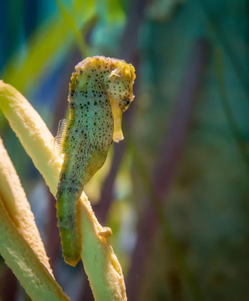 Gele Zeepaardjes Klampen Zich Vast Aan Koraal Aquarium — Stockfoto