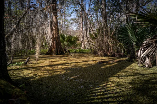 Les Cyprès Tiennent Bord Marécage Louisiane — Photo