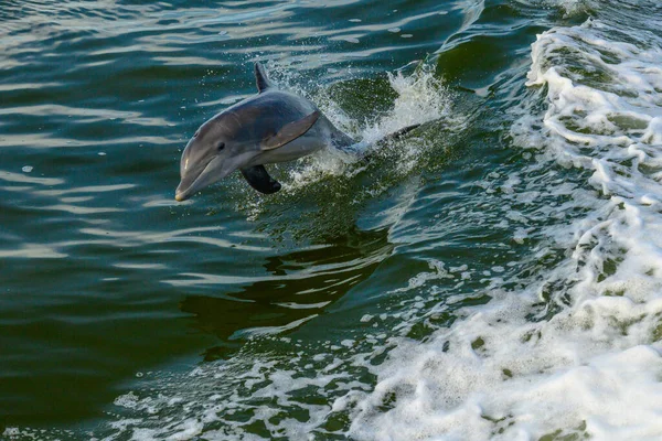 Delfin Nurkuje Spokojnej Wodzie Surfowaniu Obudź Się Łodzi — Zdjęcie stockowe