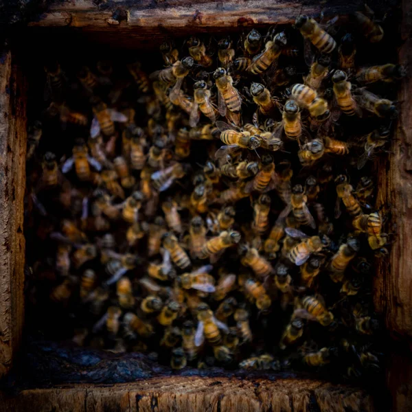 Frantic Mass Bees Swarming Hive — Stock Photo, Image
