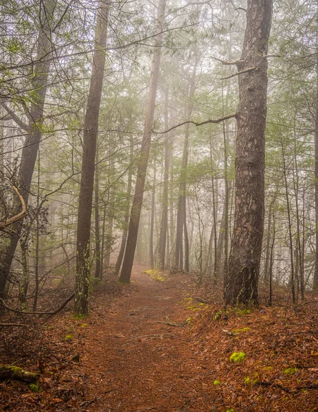 Fog Covers Pine Straw Traiil Smokies — Fotografia de Stock