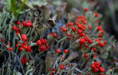 Küçük mantarların kırmızı uçları orman zemininde