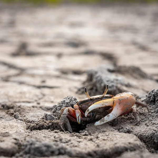 Oranžový Krab Stojí Stráži Popraskané Hlíně — Stock fotografie