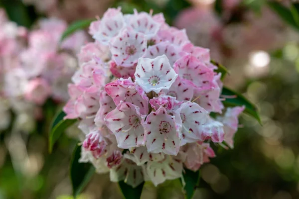 Mountain Laurel Blooms in early summer