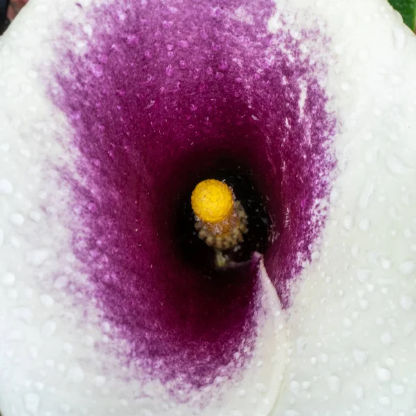 Las Gotas Lluvia Caen Calla Lily Jardín Verano —  Fotos de Stock