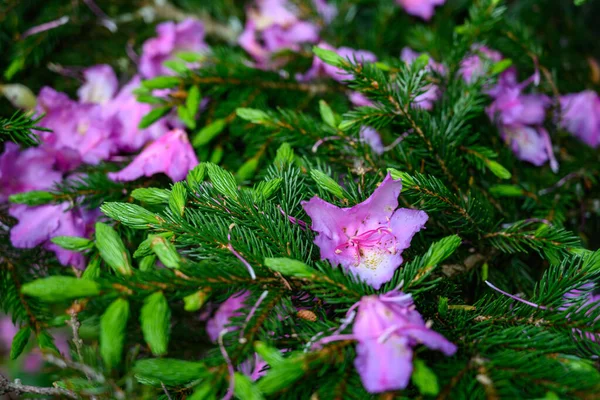 Los Pétalos Rododendro Caen Sobre Nuevo Crecimiento Del Pino Las — Foto de Stock