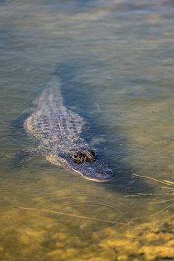 Küçük timsah Florida bataklığında berrak suda yüzüyor.