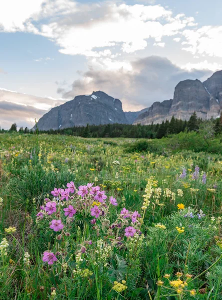 Lepkavé Muškáty Před Polem Wildflower Horami — Stock fotografie