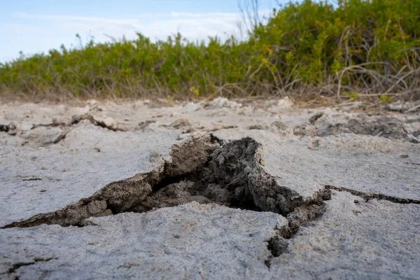 Κοντινό Πλάνο Του Μεγάλου Σπασμένου Χωματόδρομου Στην Άγρια Φύση Everglades — Φωτογραφία Αρχείου