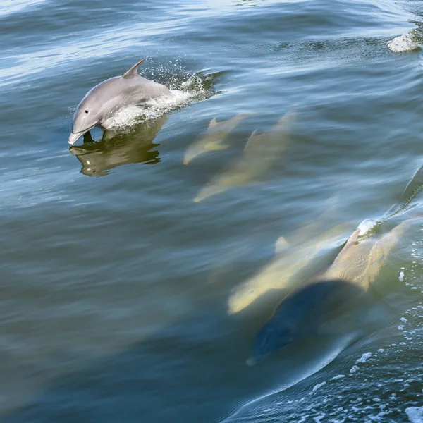 Dolphin Breaches Mentre Pod Nuota Accanto Alla Barca — Foto Stock