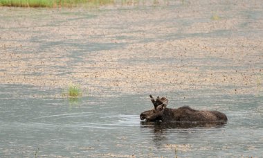 Boğa Geyiği, Rocky Dağları Ulusal Parkı 'nda pislik dolu gölette yürüyor.
