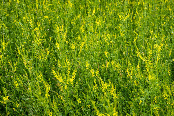 Поле желтого сладкого клевера цветет в Йеллоустонском национальном парке