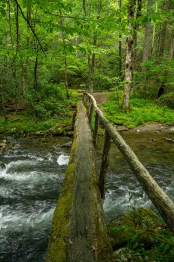 Büyük Dumanlı Dağlar Ulusal Parkı 'ndaki Dar ve Yosun Ağaç Gövdesi Köprüsü