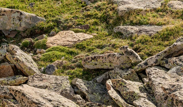 Pika, Rocky Dağı Ulusal Parkı 'nda Lichen Üstü Kayalıklarla kaplı
