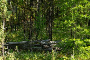 Buzul Ulusal Parkı 'nın arkasındaki Kanada Sınırı' nda Küçük Yığılmış Kütük Çitleri