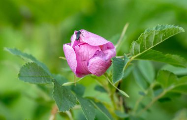 Siyah Böcek Yellowstone 'da Yazın Vahşi Gül' e tırmanır