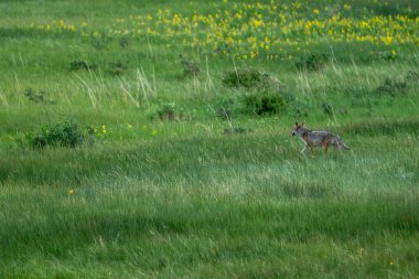 Coyote, Rocky Dağı Ulusal Parkı 'ndaki Çayır Çayırı' nın Uzun Çimlerine Kaçtı