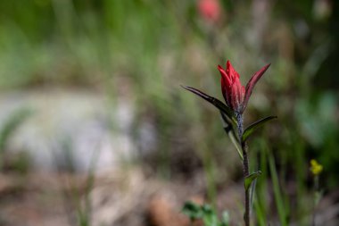 Koyu Kırmızı Boya Fırçası Yazın Rocky Dağı Ulusal Parkı 'nda Açmaya Başladı