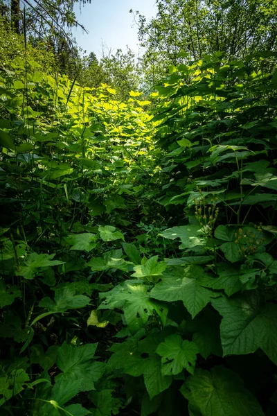 Kütük Gölü İzi Buzul Ulusal Parkı 'ndaki Uzun Thimbleberry Bitkilerinde Yok Oldu