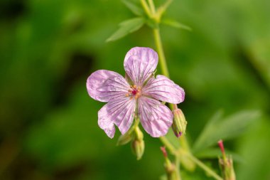 Sabah Çiyi Grand Teton Ulusal Parkı 'ndaki bir sardunyanın yapraklarını kaplıyor.